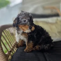 Bridget , a female Poodle - Toy  for sale in Cabool, MO – 2 of 9