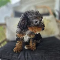 Bridget , a female Poodle - Toy  for sale in Cabool, MO – 3 of 9