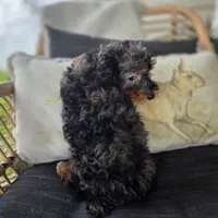 Bridget , a female Poodle - Toy  for sale in Cabool, MO – 6 of 9