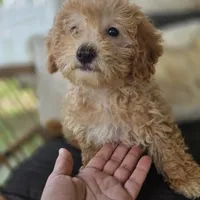 BrinBrin, a female Poodle - Toy  for sale in Cabool, MO – 7 of 10