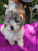 Birdie , a female Poodle - Toy  for sale in Cabool, MO – 3 of 3