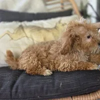 BrinBrin, a female Poodle - Toy  for sale in Cabool, MO – 5 of 10