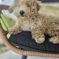 Brooklyn , a female Poodle - Toy  for sale in Cabool, MO – 2 of 6