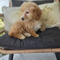 BrinBrin, a female Poodle - Toy  for sale in Cabool, MO – 10 of 10
