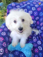 Freddy, a male Coton de Tulear for sale in Cabool, MO – Photo 4 of 4