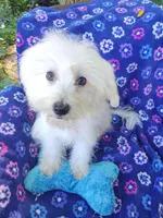 Freddy, a male Coton de Tulear for sale in Cabool, MO – Photo 1 of 4
