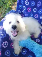 Freddy, a male Coton de Tulear for sale in Cabool, MO – Photo 2 of 4