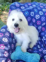 Freddy, a male Coton de Tulear for sale in Cabool, MO – Photo 3 of 4