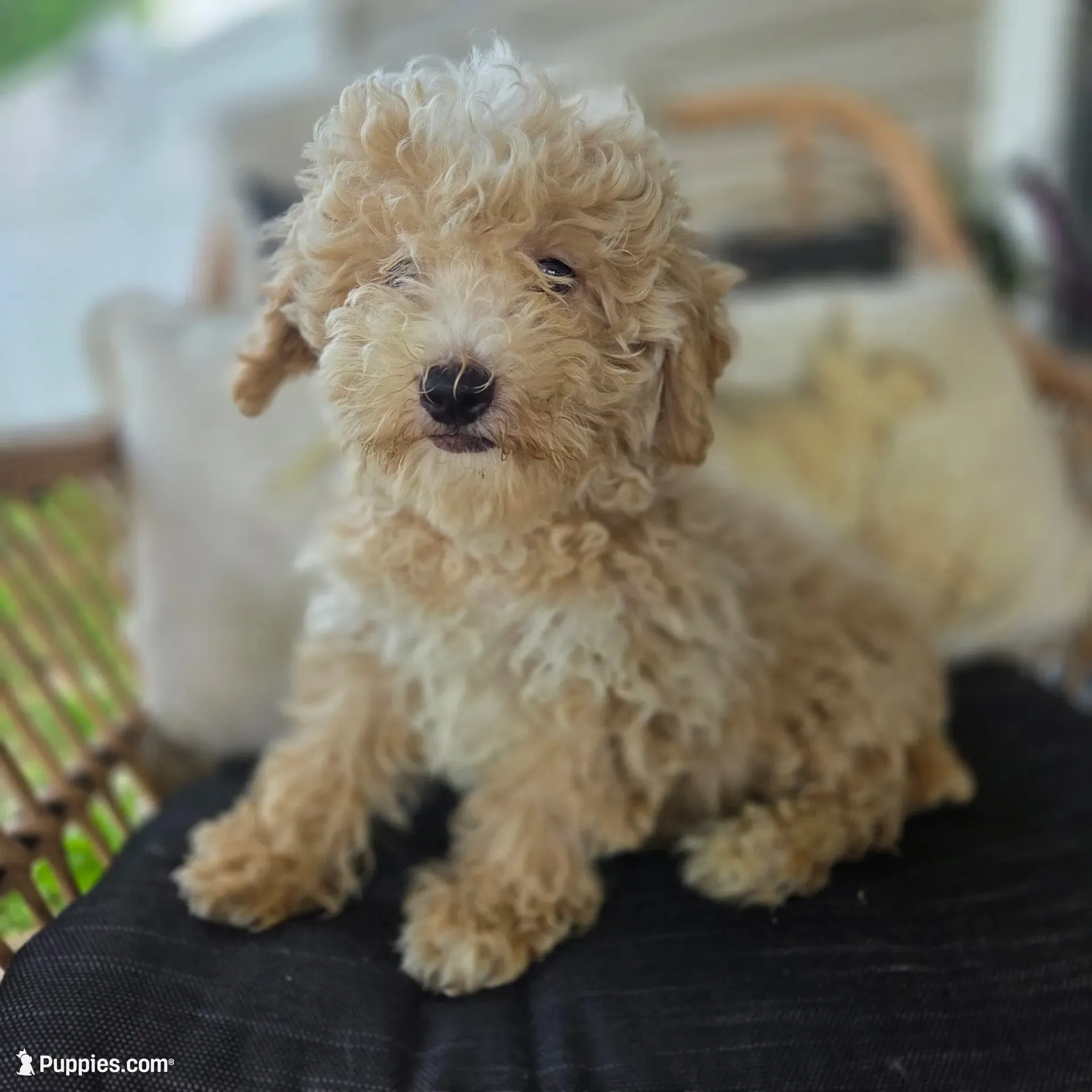 Brooklyn , a female Poodle - Toy  for sale in Cabool, MO – 8 of 10