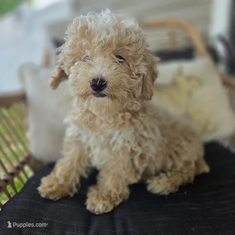 Brooklyn  – Poodle - Toy  puppy for sale in Cabool, MO