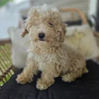 Brooklyn , a female Poodle - Toy  for sale in Cabool, MO – 1 of 6