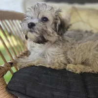 Brinly, a female Poodle - Toy  for sale in Cabool, MO – 2 of 8