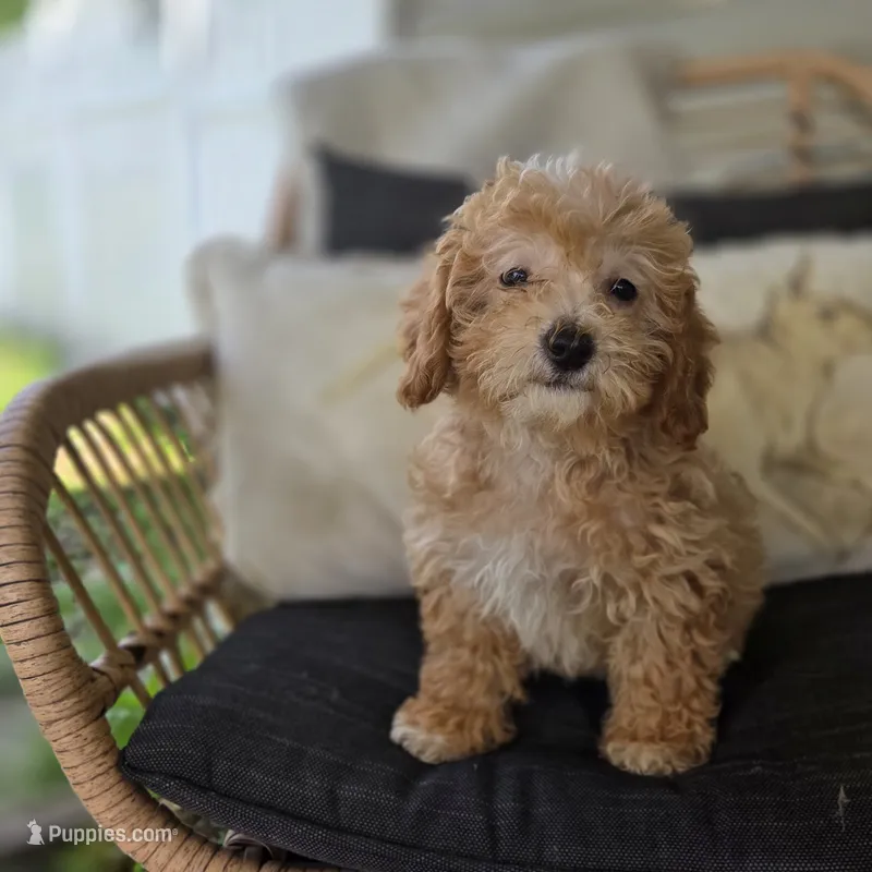 BrinBrin – Poodle - Toy  puppy for sale in Cabool, MO