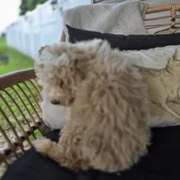 Brooklyn , a female Poodle - Toy  for sale in Cabool, MO – 3 of 6