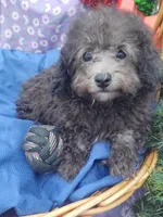 Buddy, a male Poodle - Toy  for sale in Cabool, MO – Photo 4 of 8