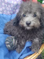 Buddy, a male Poodle - Toy  for sale in Cabool, MO – Photo 3 of 8
