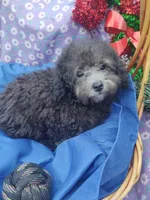 Buddy, a male Poodle - Toy  for sale in Cabool, MO – Photo 2 of 8