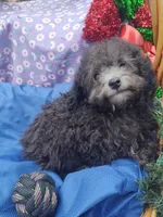 Buddy, a male Poodle - Toy  for sale in Cabool, MO – Photo 6 of 8
