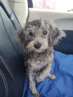 Buddy, a male Poodle - Toy  for sale in Cabool, MO – Photo 8 of 8