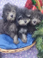Buddy, a male Poodle - Toy  for sale in Cabool, MO – Photo 7 of 8