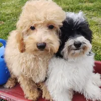 Archie, a male Poodle - Toy  for sale in Cabool, MO – Photo 8 of 8