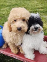 Archie, a male Poodle - Toy  for sale in Cabool, MO – Photo 8 of 8