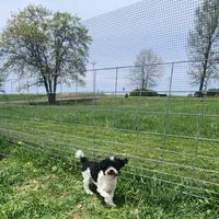 Archie, a male Poodle - Toy  for sale in Cabool, MO – Photo 2 of 8