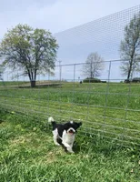 Archie, a male Poodle - Toy  for sale in Cabool, MO – Photo 2 of 8