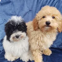 Archie, a male Poodle - Toy  for sale in Cabool, MO – Photo 5 of 8