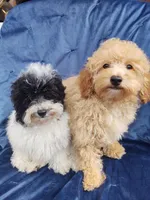 Archie, a male Poodle - Toy  for sale in Cabool, MO – Photo 5 of 8