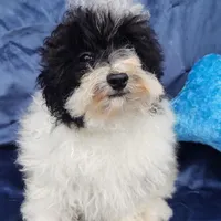 Archie, a male Poodle - Toy  for sale in Cabool, MO – Photo 6 of 8