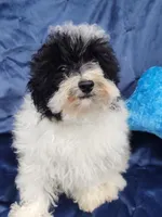 Archie, a male Poodle - Toy  for sale in Cabool, MO – Photo 6 of 8