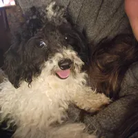 Archie, a male Poodle - Toy  for sale in Cabool, MO – Photo 4 of 8