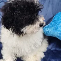 Archie, a male Poodle - Toy  for sale in Cabool, MO – Photo 7 of 8