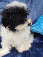 Archie, a male Poodle - Toy  for sale in Cabool, MO – Photo 7 of 8