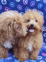 Amber, a female Poodle - Toy  for sale in Cabool, MO – Photo 7 of 9