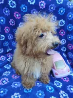Amber, a female Poodle - Toy  for sale in Cabool, MO – Photo 5 of 9