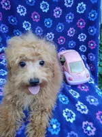 Amber, a female Poodle - Toy  for sale in Cabool, MO – Photo 3 of 9