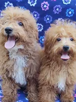 Amber, a female Poodle - Toy  for sale in Cabool, MO – Photo 6 of 9