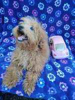 Amber, a female Poodle - Toy  for sale in Cabool, MO – Photo 8 of 9