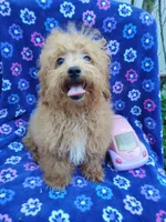 Amber, a female Poodle - Toy  for sale in Cabool, MO – Photo 1 of 9