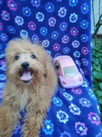 Amber, a female Poodle - Toy  for sale in Cabool, MO – Photo 4 of 9