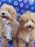 Amber, a female Poodle - Toy  for sale in Cabool, MO – Photo 9 of 9