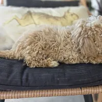 Brooklyn , a female Poodle - Toy  for sale in Cabool, MO – 5 of 6