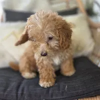 BrinBrin, a female Poodle - Toy  for sale in Cabool, MO – 3 of 10