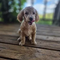 Brooklyn , a female Poodle - Toy  for sale in Cabool, MO – 1 of 10