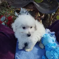 Sparky, a male Coton de Tulear and Poodle - Toy  for sale in Cabool, MO – Photo 3 of 6