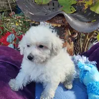 Sparky, a male Coton de Tulear and Poodle - Toy  for sale in Cabool, MO – Photo 1 of 6