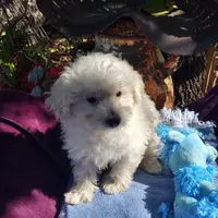 Sparky, a male Coton de Tulear and Poodle - Toy  for sale in Cabool, MO – Photo 4 of 6
