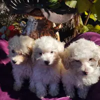 Sparky, a male Coton de Tulear and Poodle - Toy  for sale in Cabool, MO – Photo 5 of 6
